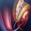 Anatomy