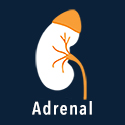 Adrenal