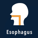 Esophagus