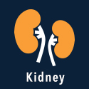 Kidney