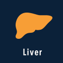 Liver