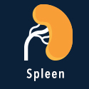 Spleen