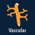 vascular