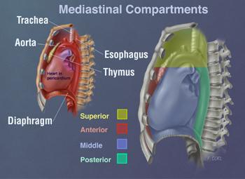 Mediastinal compartments