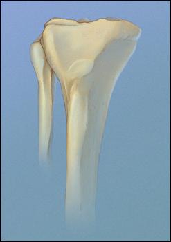 Normal tibia