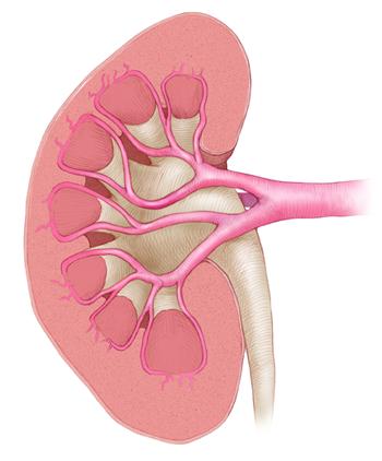 Normal kidney