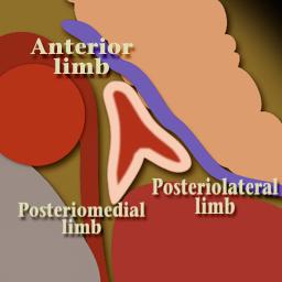 Left adrenal limb