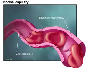 Normal capillary