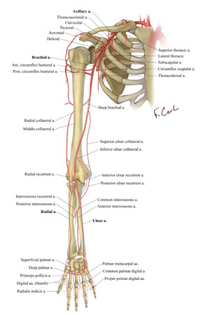 Vasculature of the Upper Extremity