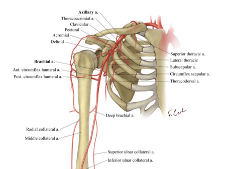 Vasculature of the Shoulder Region
