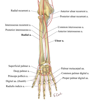 Vasculature of the Forearm, Wrist and Hand