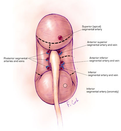 Normal Renal Arteries (Hilar)