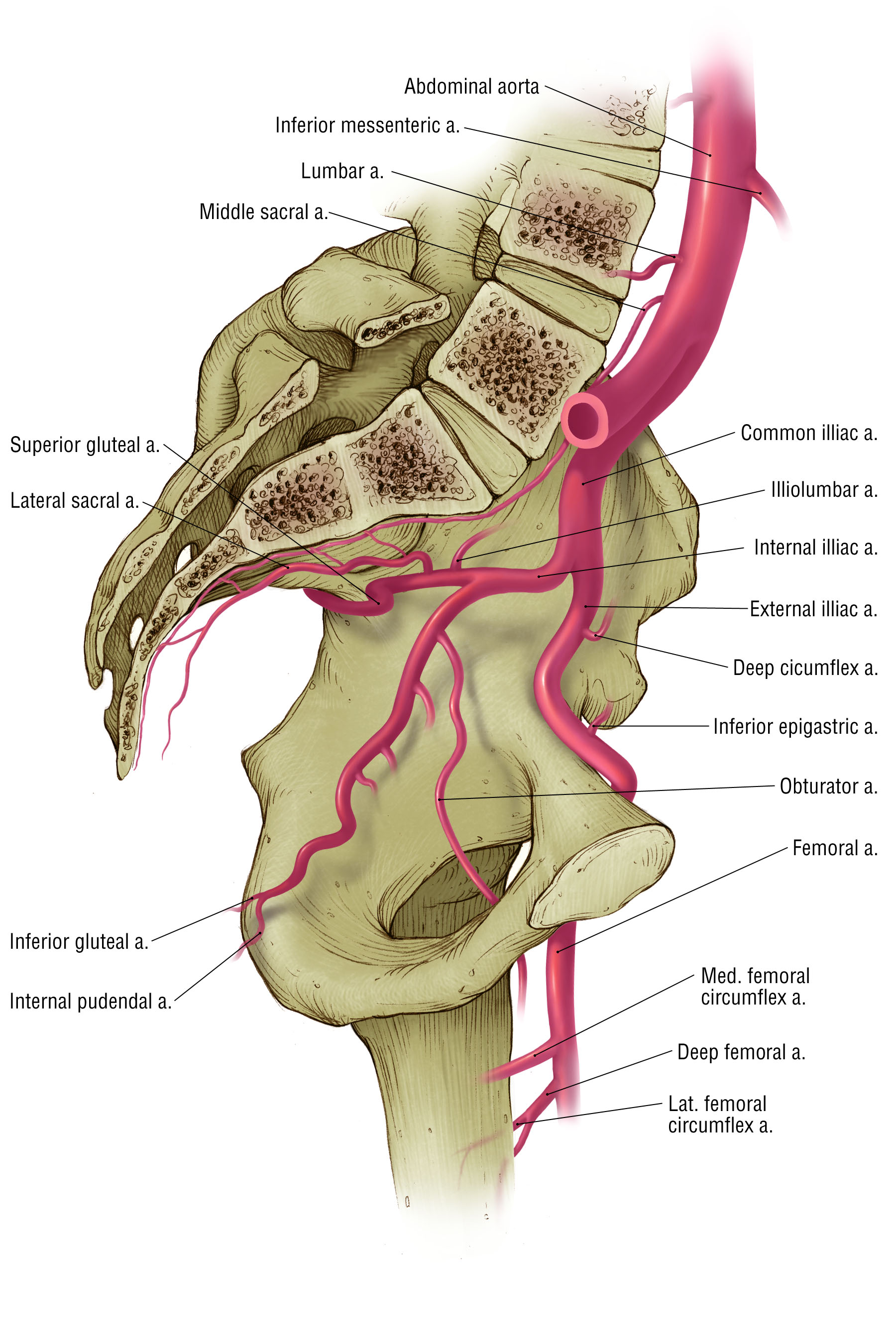 Vasculature of the Lateral Pelvis