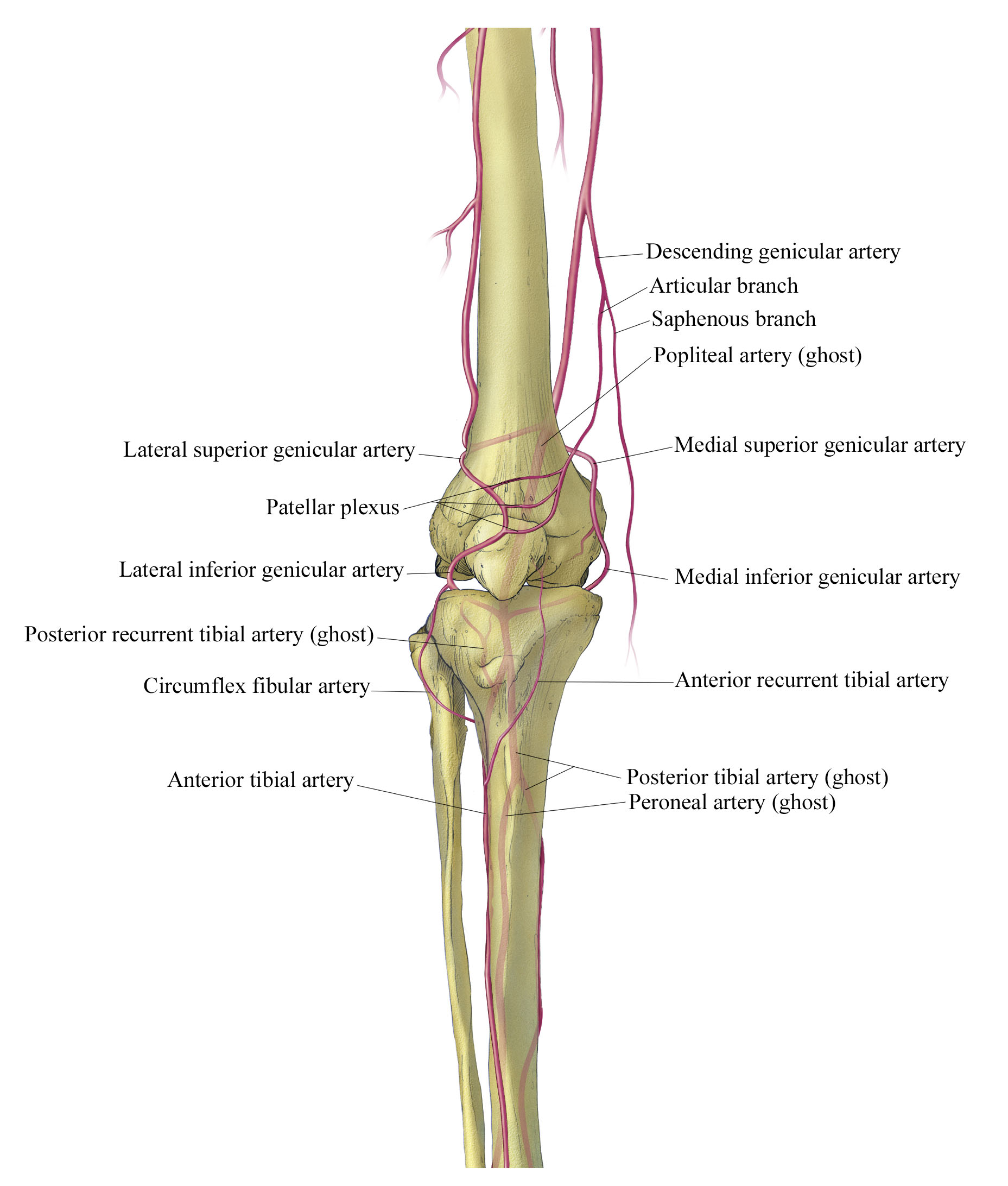 Vasculature of the Anterior Knee