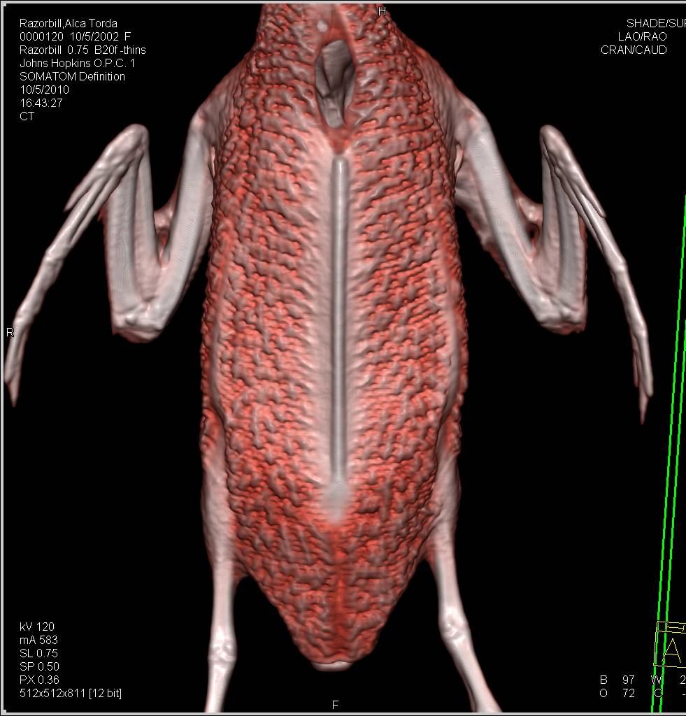 3D of a Razorbills Lungs - CTisus CT Scan