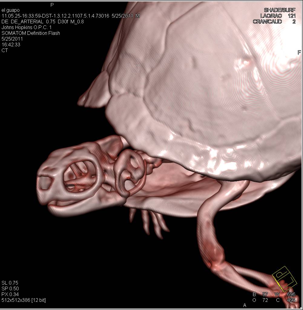 Turtle with Normal Lung Parenchyma - CTisus CT Scan