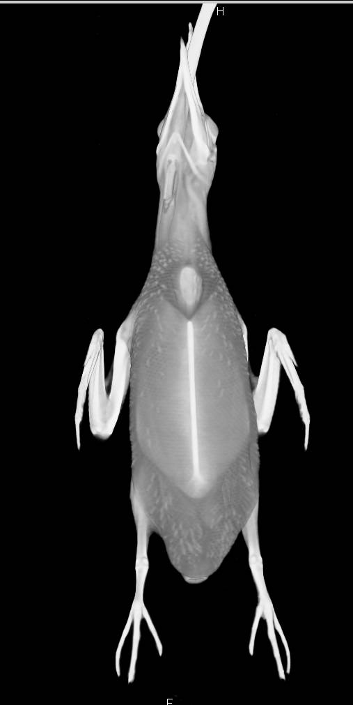 3D of a Puffin - CTisus CT Scan
