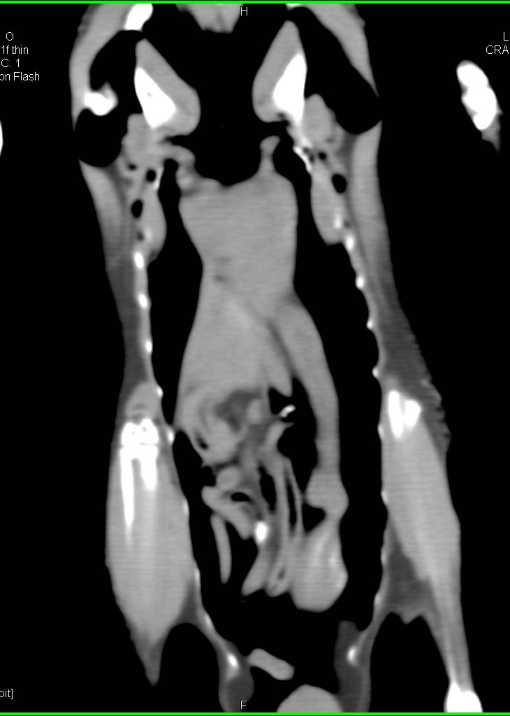 3D Investigation of a Razorbill - CTisus CT Scan