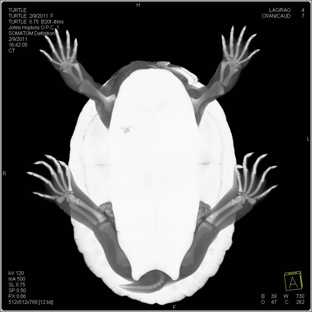 Remodeling of a Turtle Shell Post Infection - CTisus CT Scan