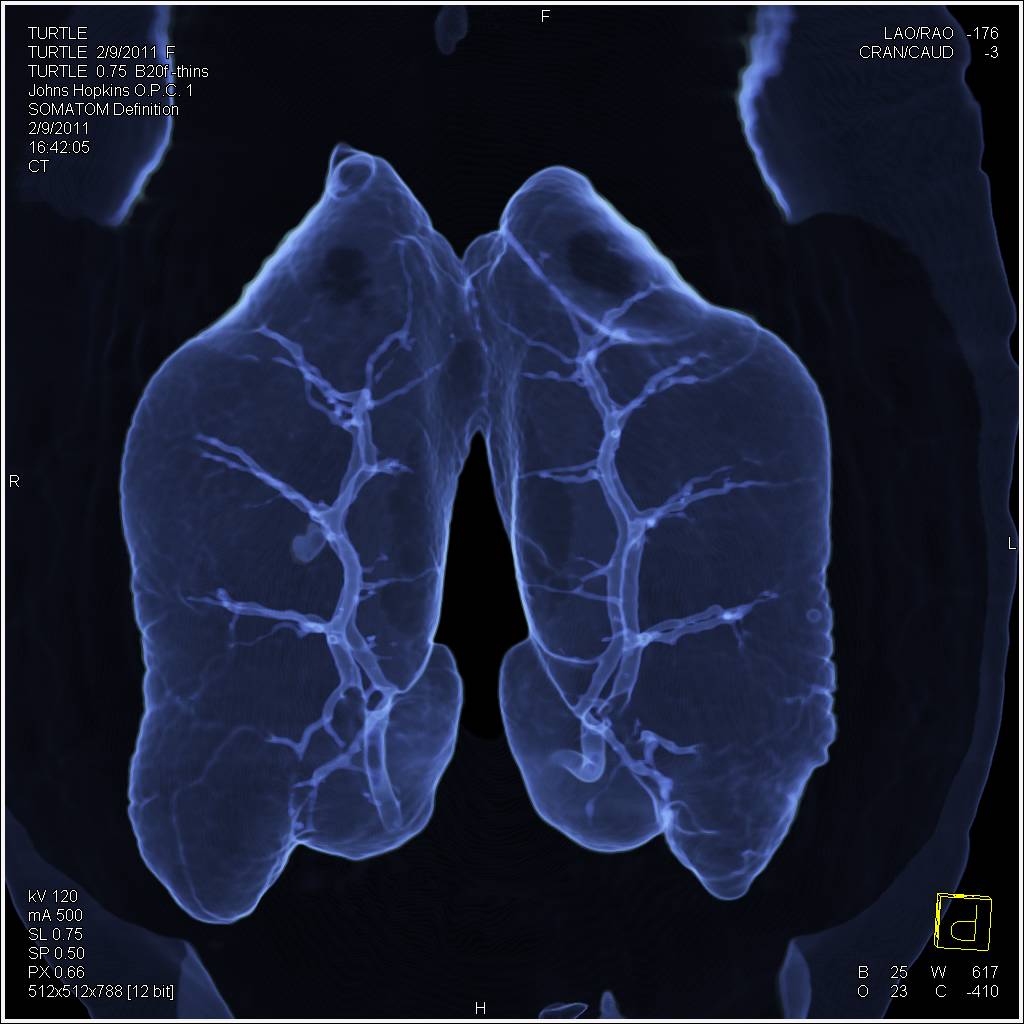 3D Mapping of a Turtle - CTisus CT Scan