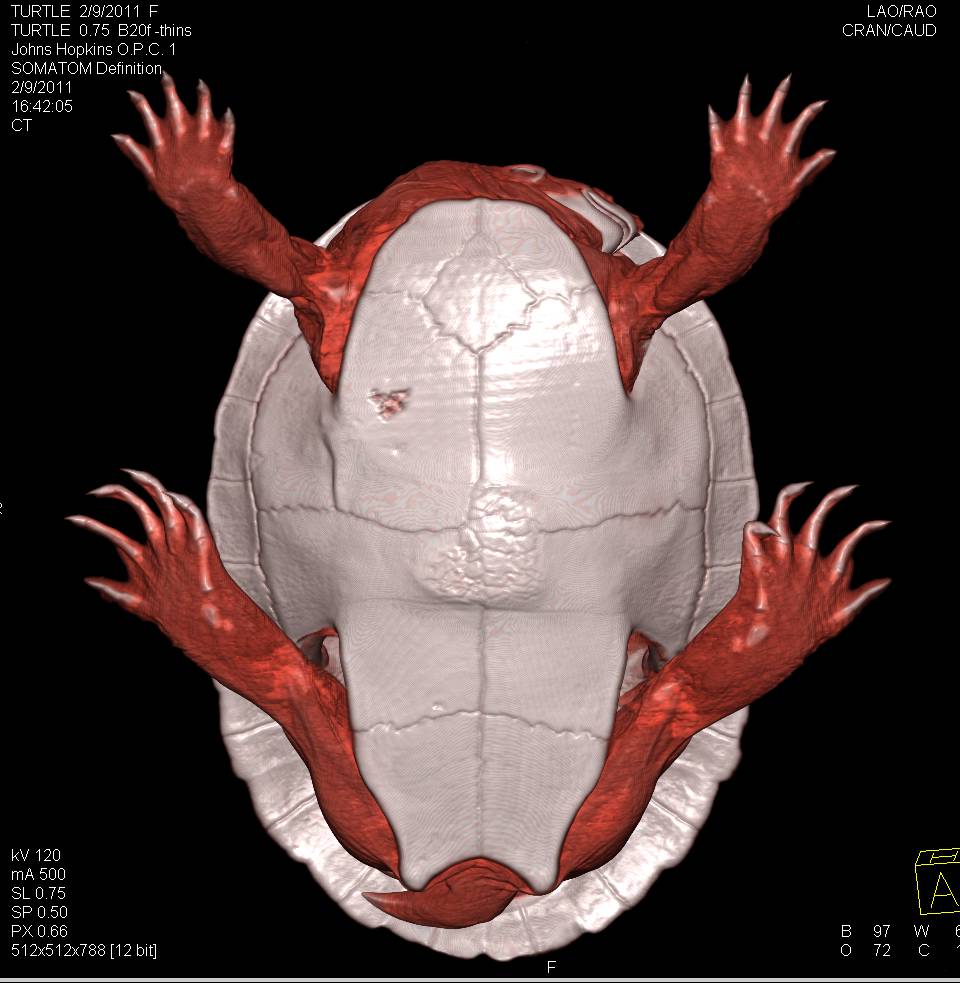 3D of Turtle in Color - CTisus CT Scan