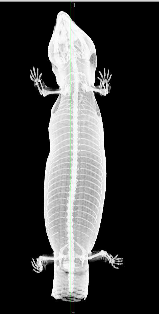 3D CT of Blue Tongue Skink - CTisus CT Scan