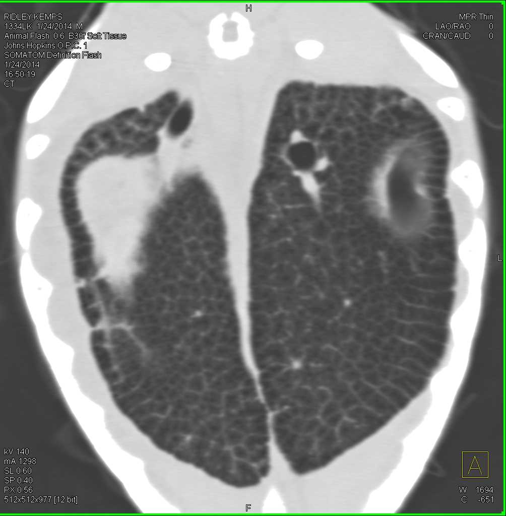 3D Airway of the Turtle - CTisus CT Scan
