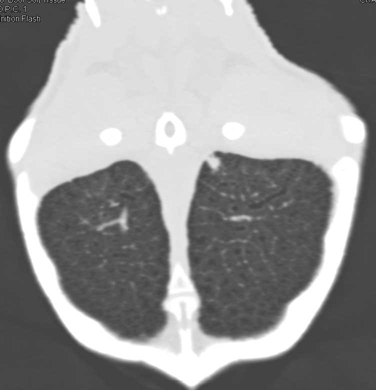 Turtle with Ulcers on its Shell and Focal Pneumonia - CTisus CT Scan