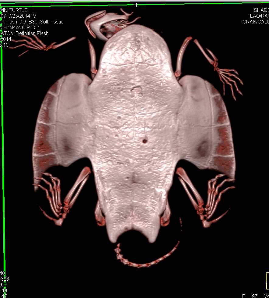 Turtle with Healing Wounds of the Shell - CTisus CT Scan