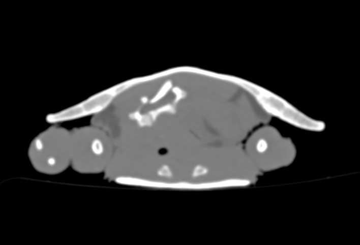 Turtle with Healing Wounds of the Shell - CTisus CT Scan