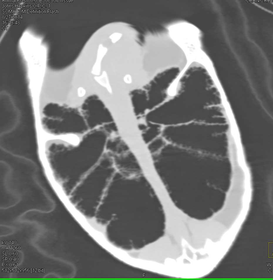 Variant of Lung Parenchyma and Airways in a Turtle - CTisus CT Scan