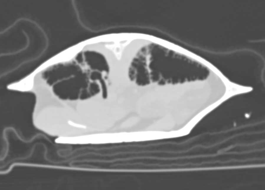 Variant of Lung Parenchyma and Airways in a Turtle - CTisus CT Scan