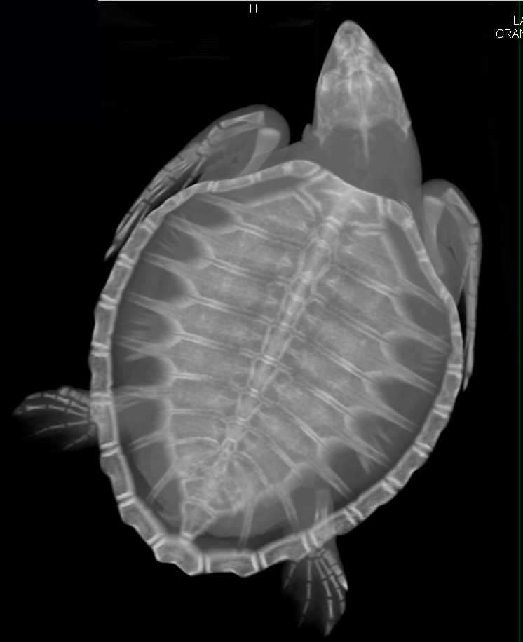 Chronic Osteomyelitis Right Humerus in a Turtle - CTisus CT Scan