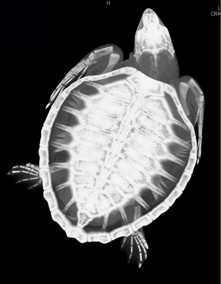 Chronic Osteomyelitis Right Humerus in a Turtle - CTisus CT Scan