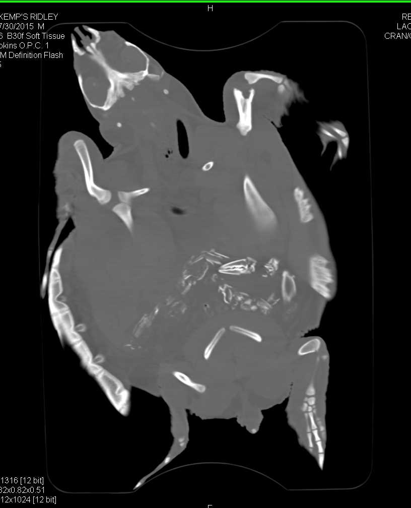Turtle Who Ate a Lobster the Day Before - CTisus CT Scan