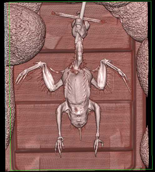 Intubated Bird in 3D - CTisus CT Scan