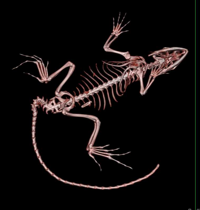 Lizard with Back Pain - CTisus CT Scan