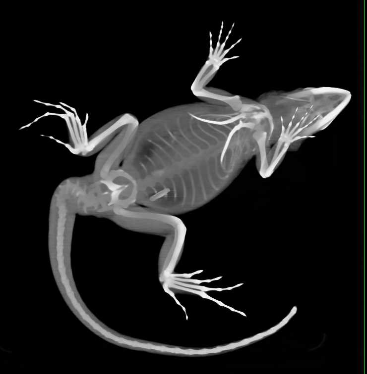 Lizard with Back Pain in 3D - CTisus CT Scan