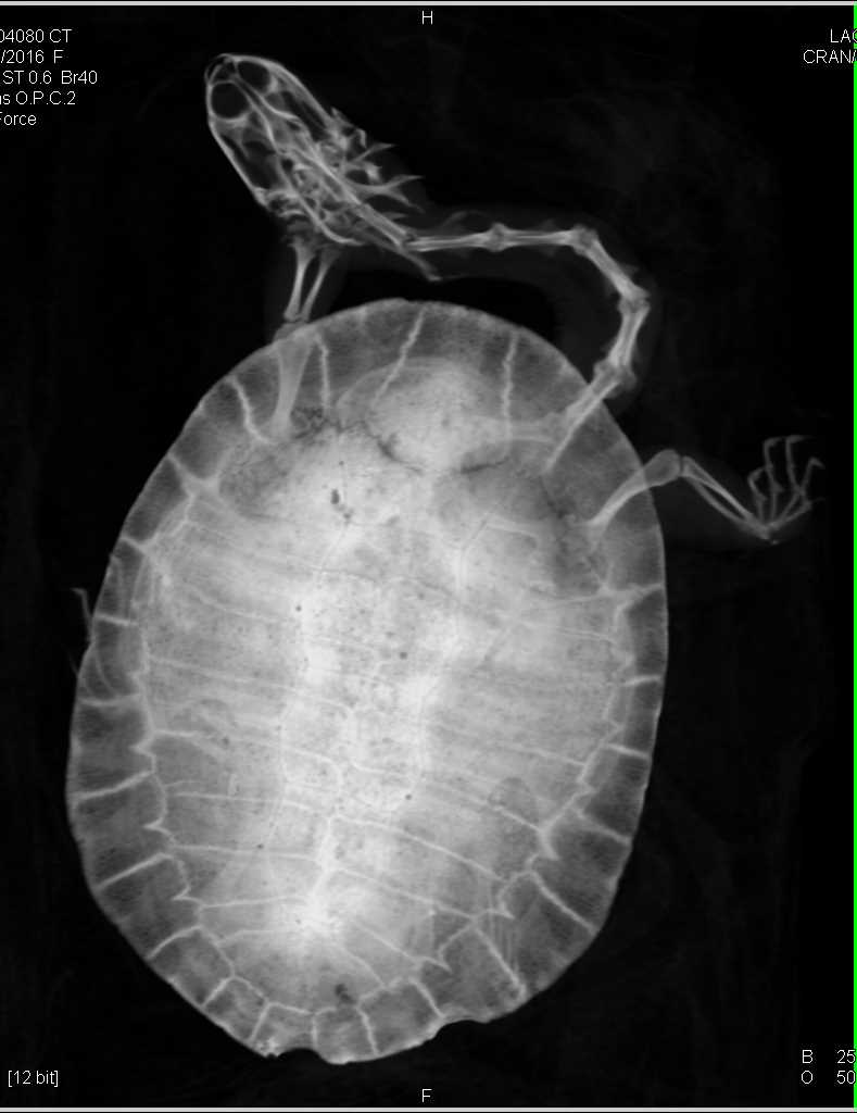 Normal Lung and Airways of  a turtle - CTisus CT Scan