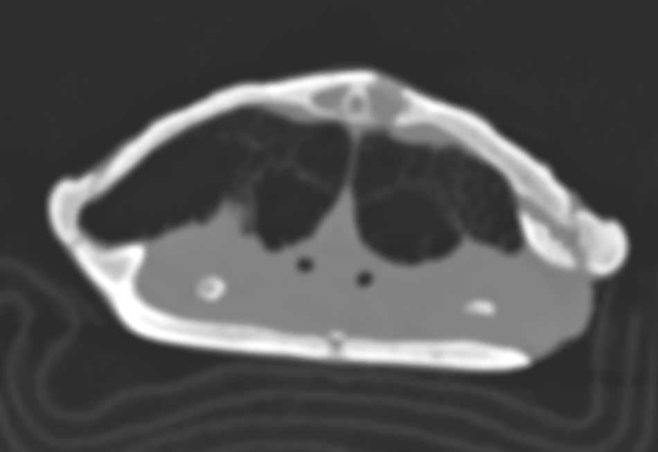 Turtle with Shell Infection - CTisus CT Scan