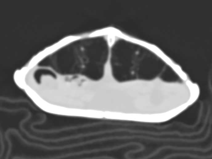 Turtle with Shell Infection - CTisus CT Scan