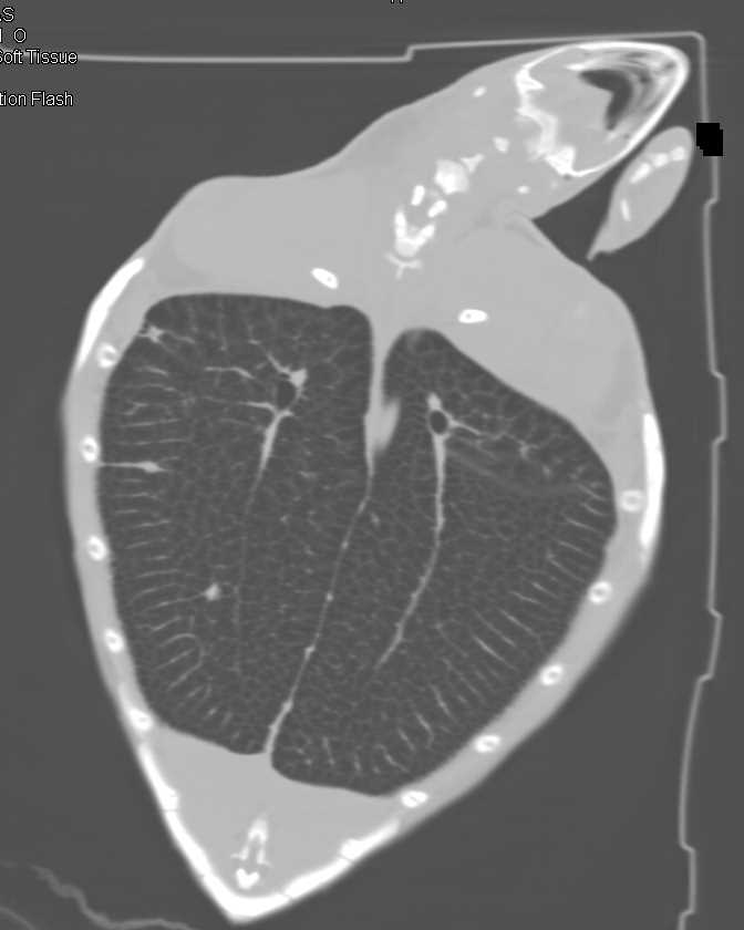 3D Imaging of a Turtle - CTisus CT Scan