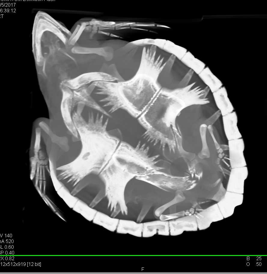 CT of a Turtle with Pneumonia - CTisus CT Scan