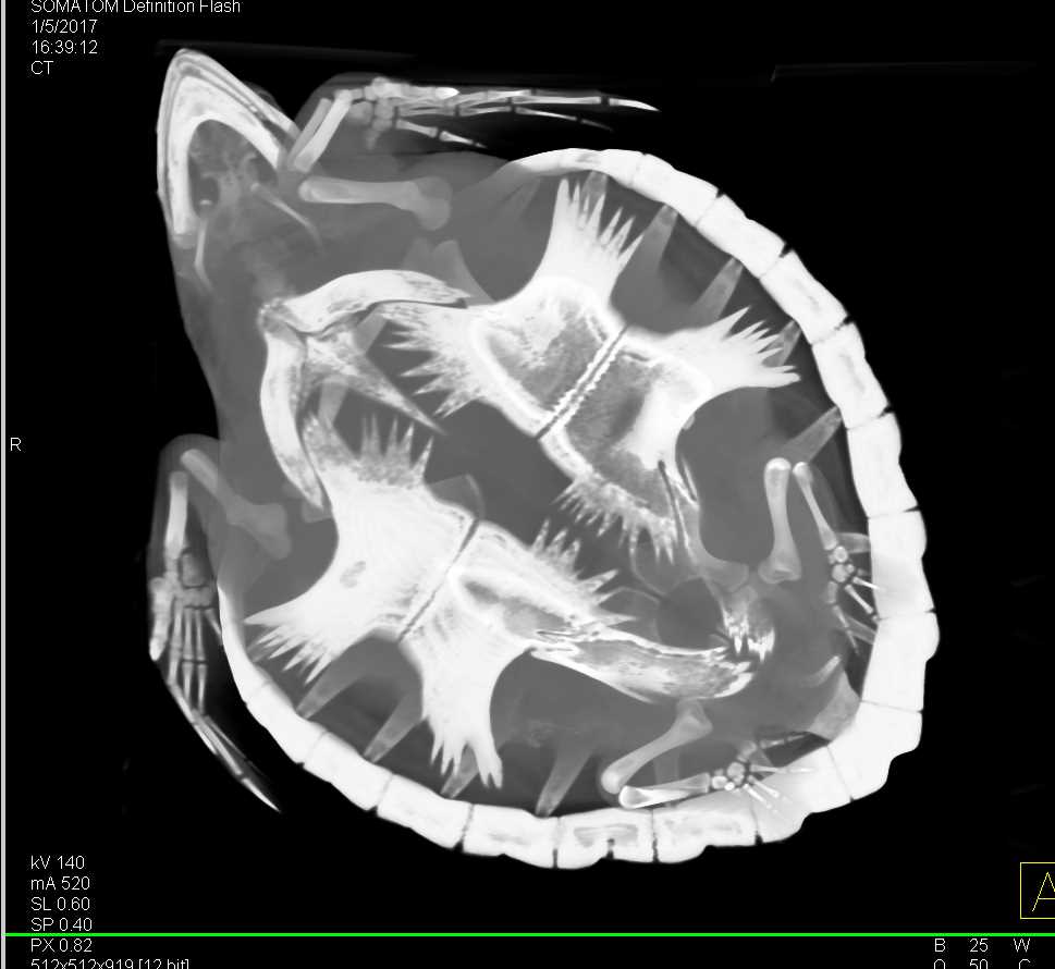 CT of a Turtle with Pneumonia - CTisus CT Scan