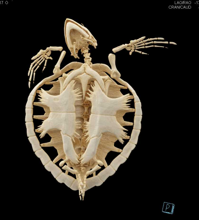 Cinematic Rendering of a Turtle - CTisus CT Scan