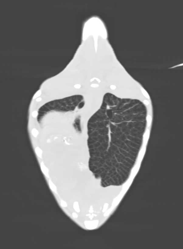 Turtle Without Pneumonia - CTisus CT Scan