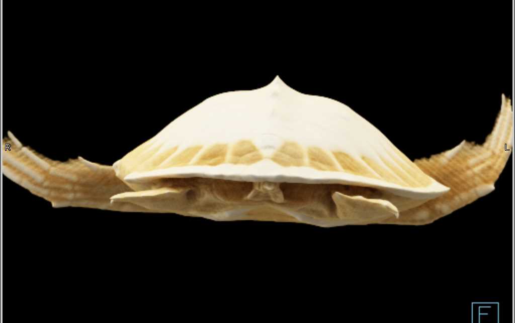 Turtle With Normal Shell - CTisus CT Scan