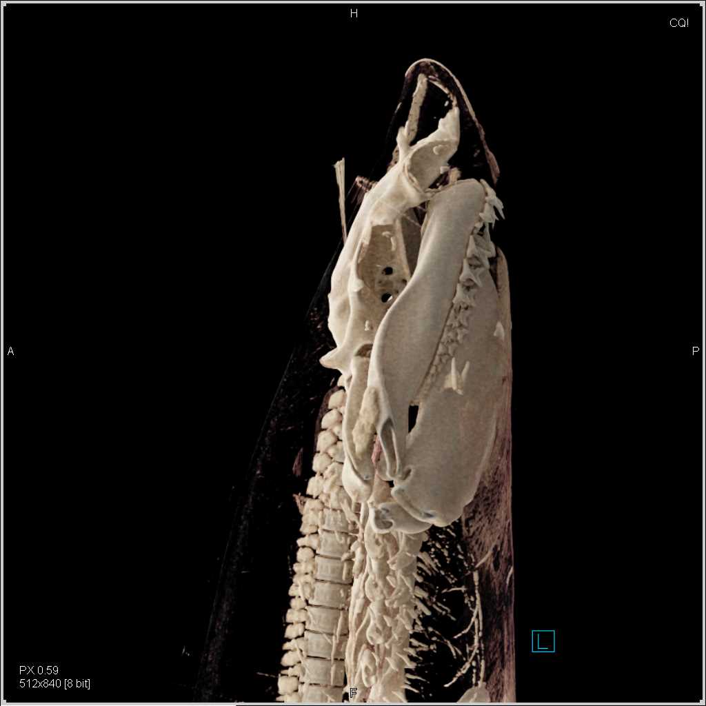 Sand Tiger Shark with Cinematic Rendering - CTisus CT Scan