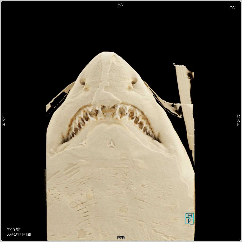 Sand Tiger Shark with Cinematic Rendering - CTisus CT Scan
