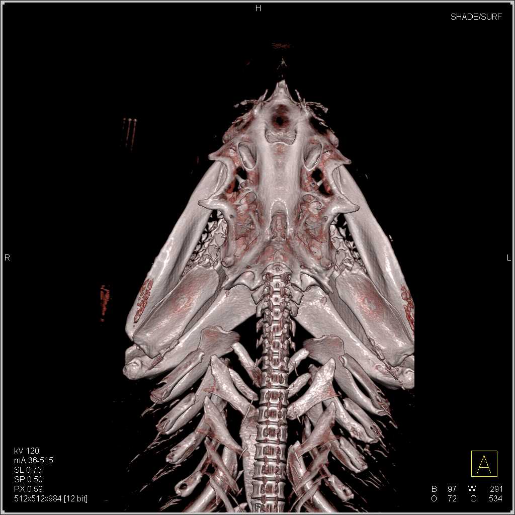 Sand Tiger Shark that ate a Fish - CTisus CT Scan